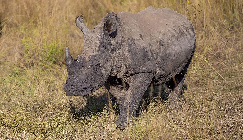 Rogue Rhino Ring Leader Receives 15-Year Sentence in Limpopo Poaching Bust