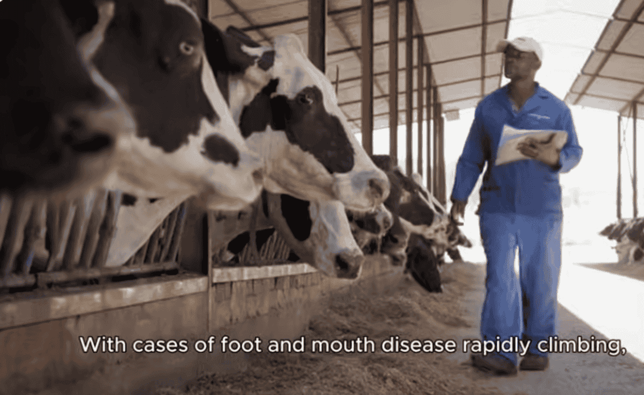 Boundless Choices: Navigating the Livestock Lockdown Paradox