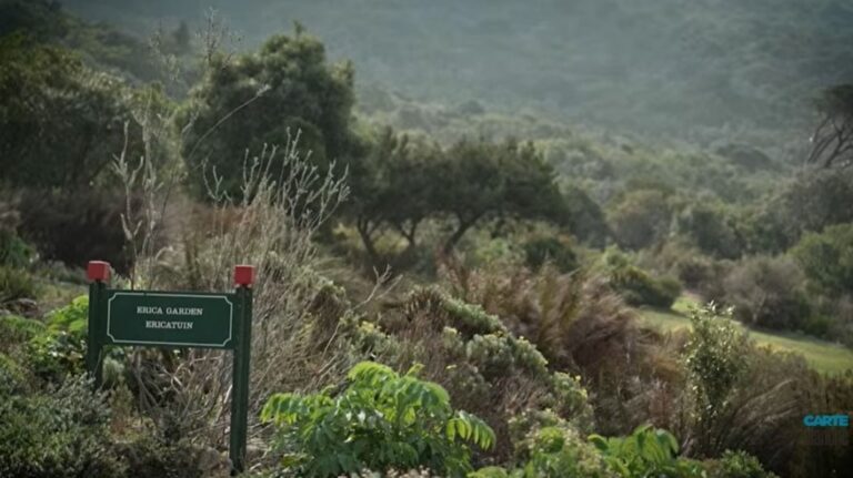 Rebirth at Kirstenbosch: A Fresh Era for 'Carte Blanche'