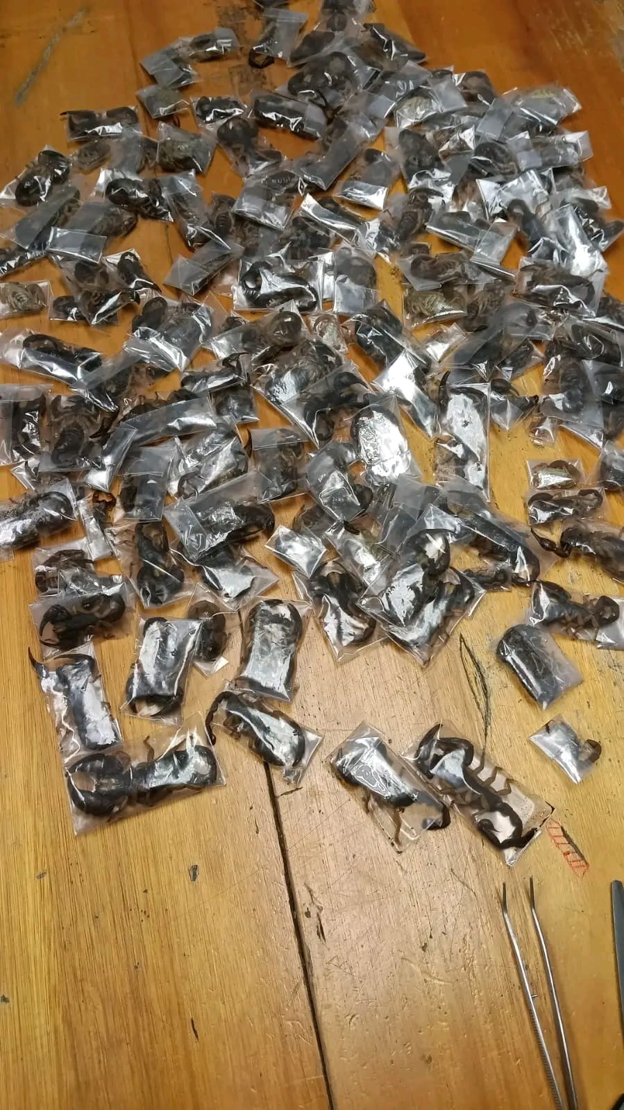 Capers at Cape Town Airport: 150 Venomous Scorpions Snared in Smuggling Operation